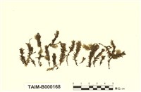 藏品(鳳尾苔屬)的圖片